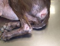 14a - Dermatitis ulcerativa en puntos de presión en un perro con leishmaniosis.