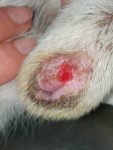 14d - Lesiones ulcerativas en unión mucocutánea peniana en un perro con leishmaniosis.