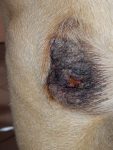14e - Úlcera indolente asociada a leishmaniosis en el codo en un perro.