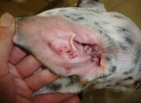 15 - Dermatitis papular en parte interna del pabellón auricular en un animal joven.