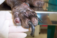 16 - Onicogriposis, paroníquia y onicomadesis en un perro con leishmaniosis.
