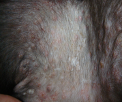 19 - Dermatitis pustular que no responde a antibióticos, asociada a leishmaniosis.