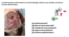 5 - Introducción a los diferenciales en leishmaniosis cutánea