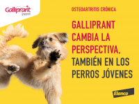 Vetcast Movilidad Y Calidad De Vida En Gatos Geriatricos Aulavet Es