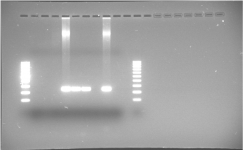 FIGURA 6. PCR
